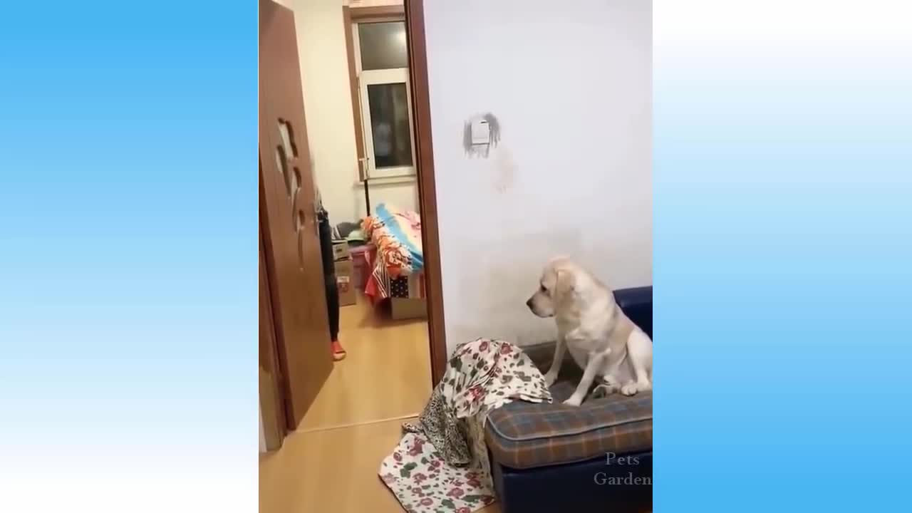 funny cat and dog