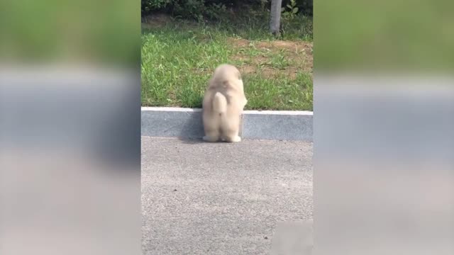THE PUPPY DOG CANNOT CLIMB