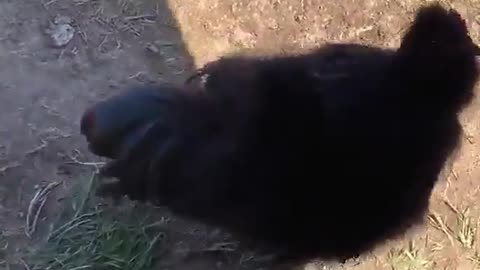 The hen that rides the car