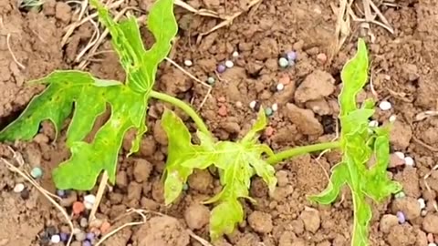 Eggs growing in plants