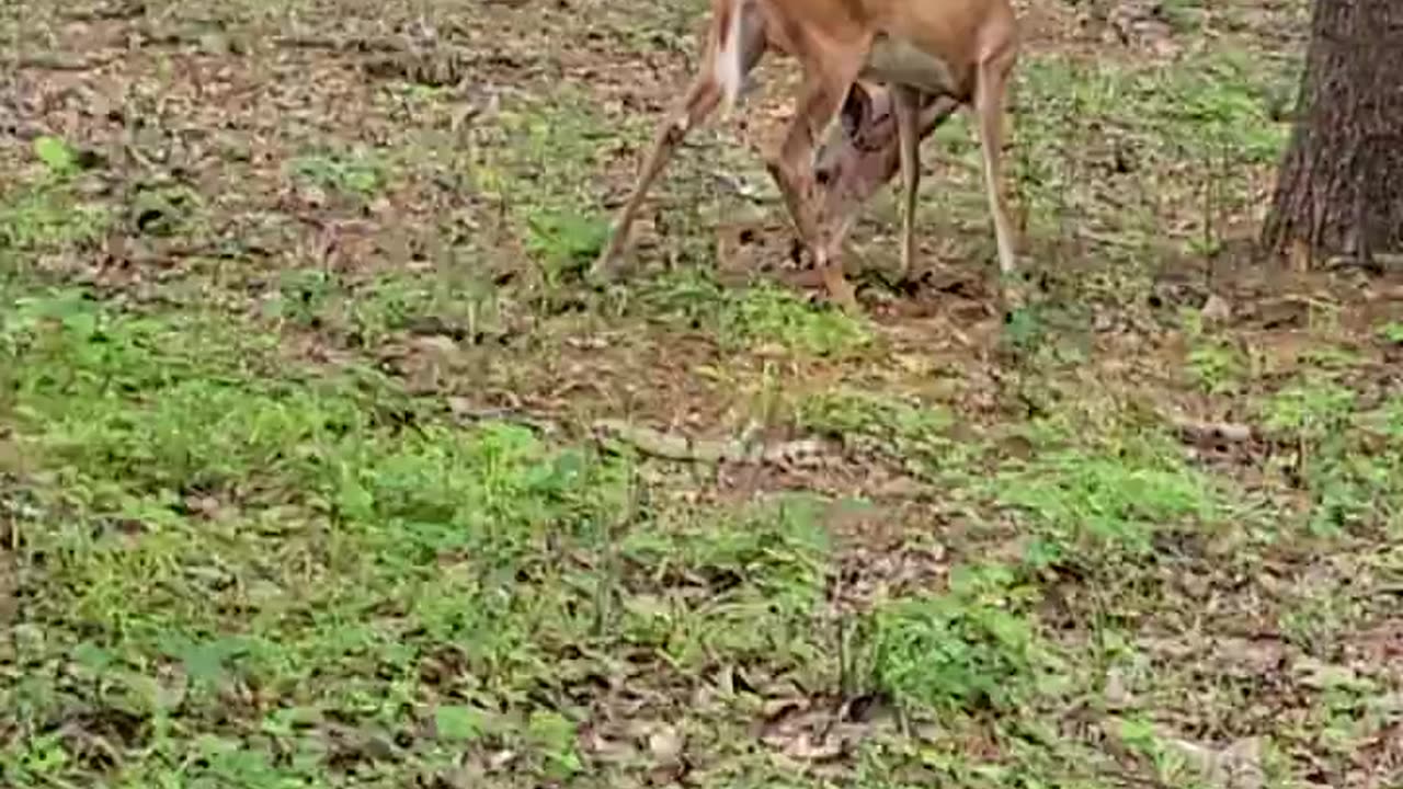 "Harmony of Nature and Community: Deer Living Alongside People in Upstate NY"