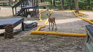 Baby Deer Came to Visit Me at the Track