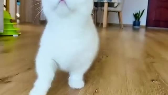 Cute cat stylish walking