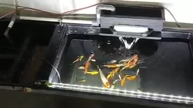 Koi fish pond