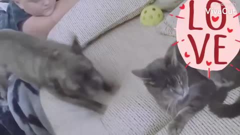 Very funny video of cats