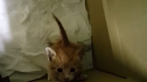 baby cat looking for you