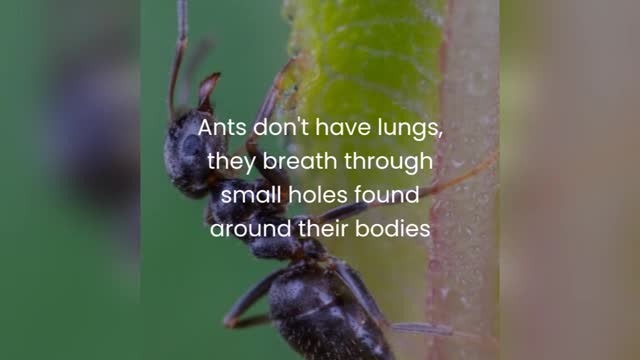 Ant facts