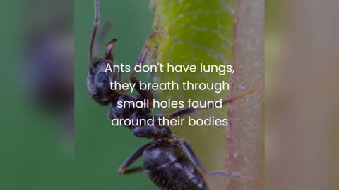 Ant facts