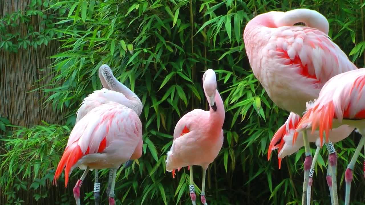 Pelicans