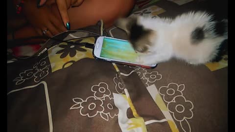 Brazilian kitten trying to catch virtual ants (2014)