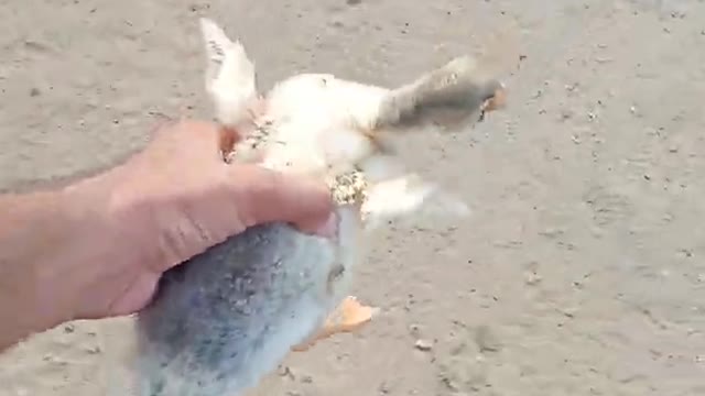 Duck's Kid stuck in net and look the reaction of parents😮🙄 on the release|| life on earth. #Shorts