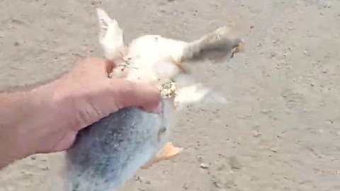 Duck's Kid stuck in net and look the reaction of parents😮🙄 on the release|| life on earth. #Shorts