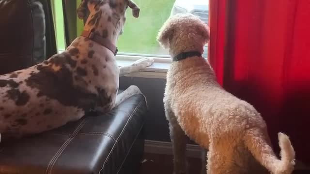 Standard Poodle & Great Dane having a tantrum cause mom took their sister for a walk!