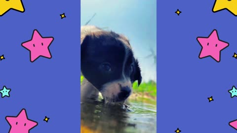 Dog Drinking Water By The River.