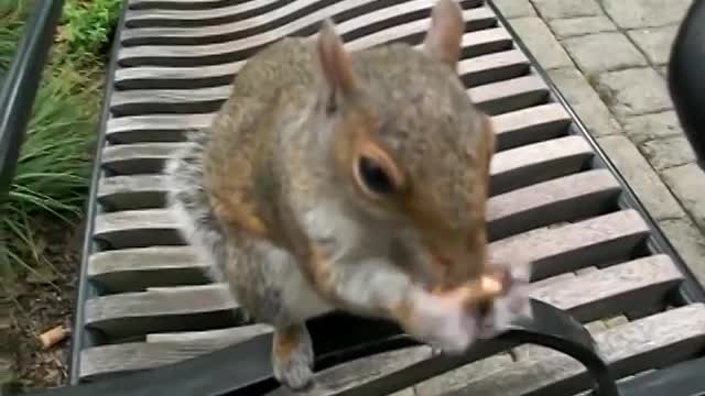 Squirrel climbs inside of my clothes in Battery Park in NYC