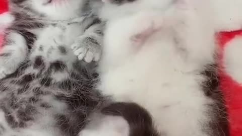 Cutest baby cat - very cute cat baby very beautiful baby
