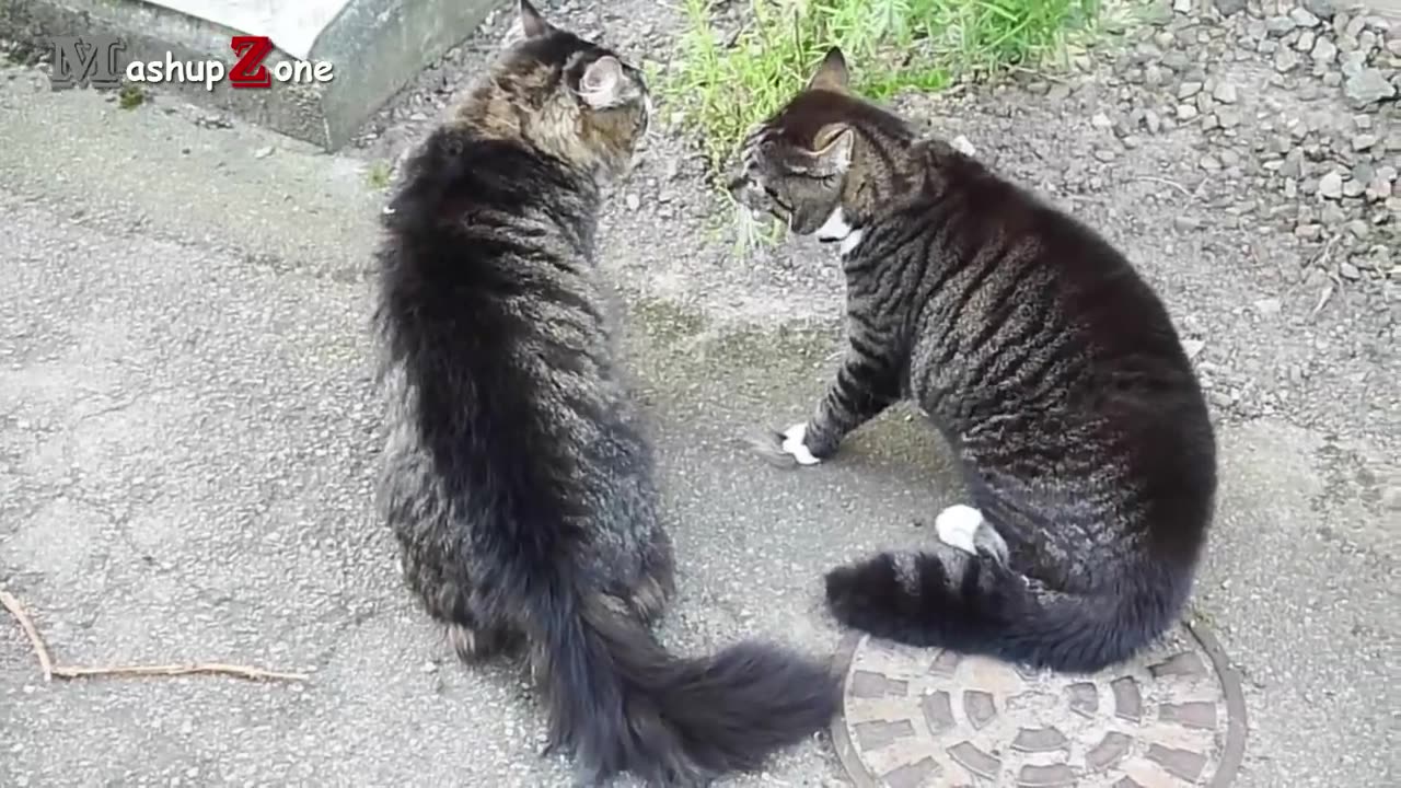 Funny Cats Arguing