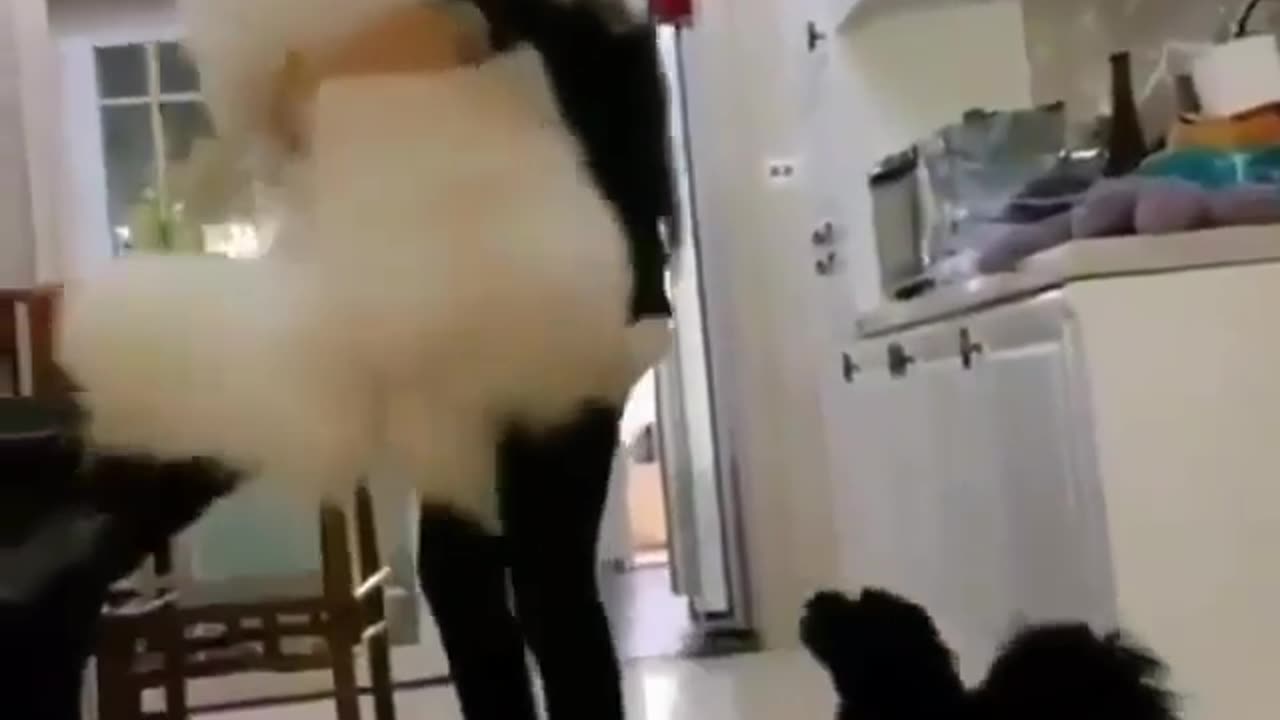 Funny Animal Video: Too heavy for mama