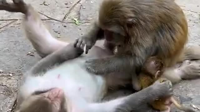 Cute Monkey China & Funny Love monkey| Animals Love