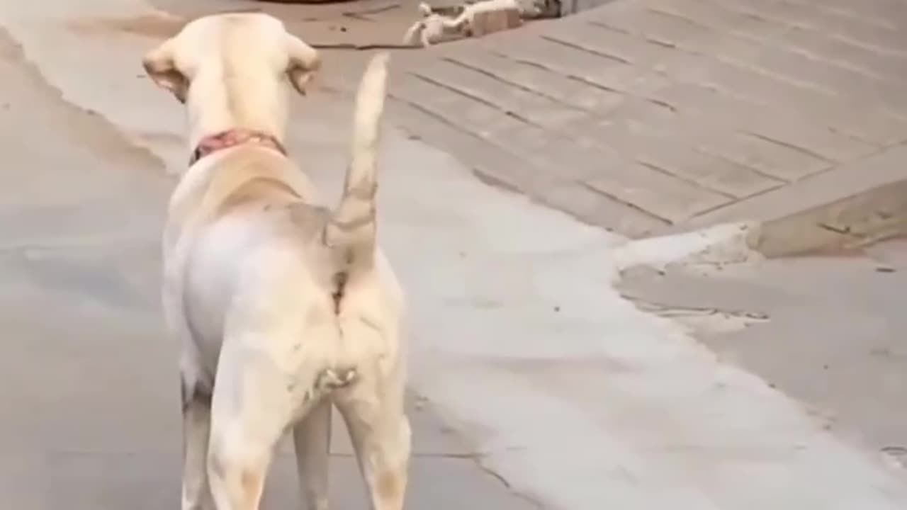 Mom shout puppy go back inside