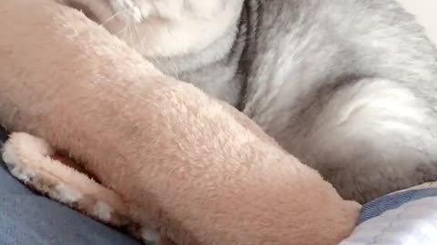 Daily life of cute cats at home 18