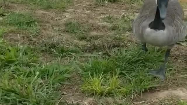 Trinity the 1-Legged Goose Lands Like A Boss