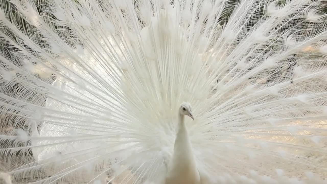 The peacock spread its beautiful wings