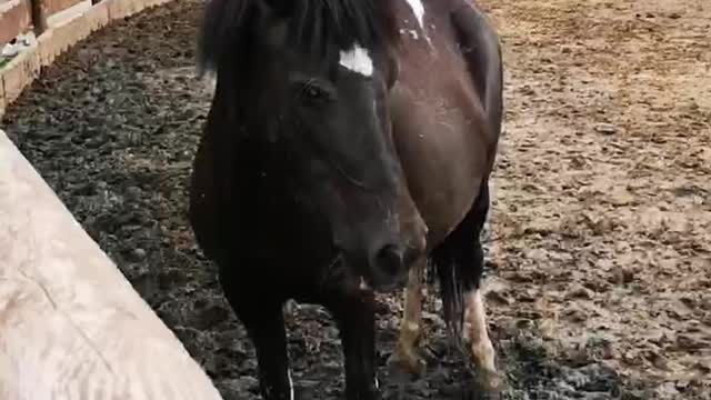 black and white horse