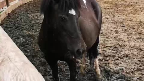 black and white horse