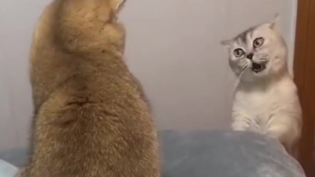 funny cats gossiping