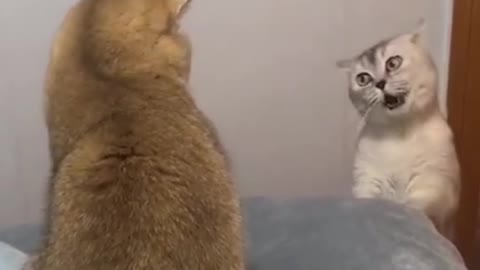 funny cats gossiping