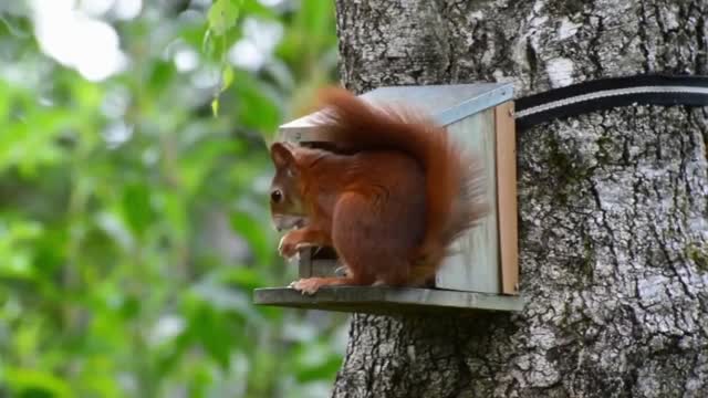 Squirrel at lunch | adorable squirrel eats