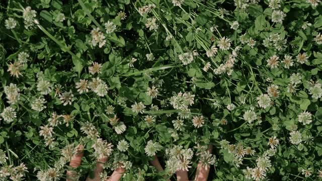 hands-touching-wildflowers
