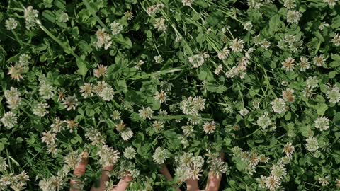 hands-touching-wildflowers