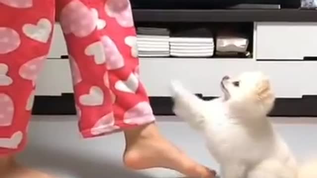 Cute dog dancing with their owner