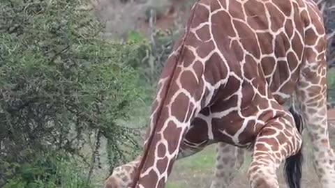 Giraffe Drinking Water