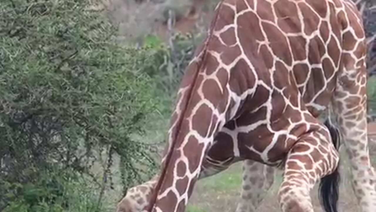 Giraffe Drinking Water