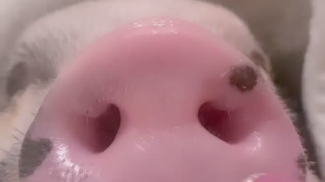 Cute pig