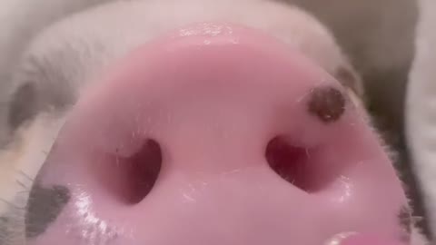 Cute pig