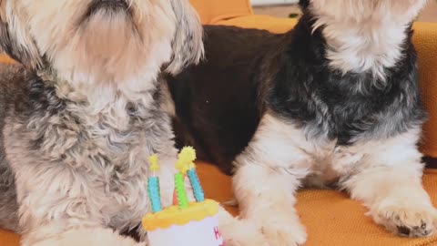 Cute 🐶 dog video