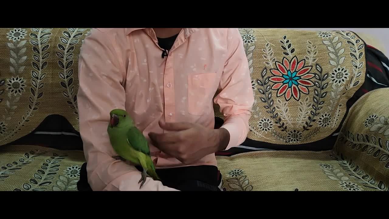 Stop Your Parrot From Biting