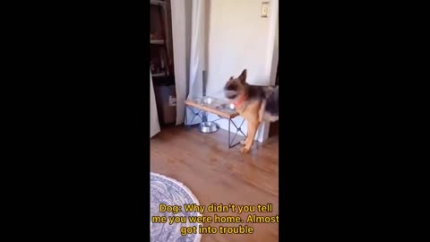 Funniest Cats And Dogs Videos 😁 - Best Funny Animal Videos 2024 🥰#13