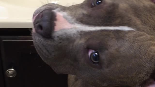 Pit Bull sings to her reflection in the mirror