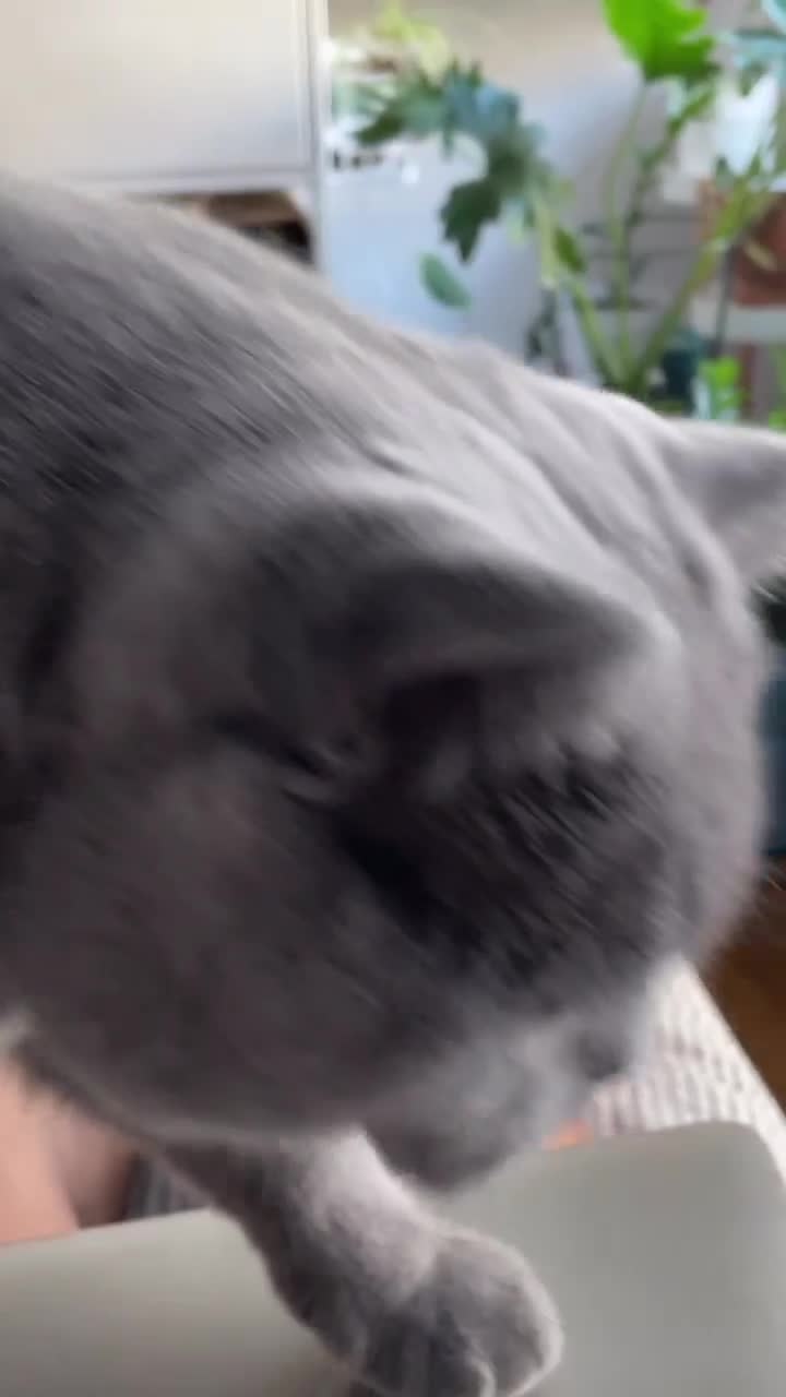 Beautiful cat ! Lovely cat and funny cat