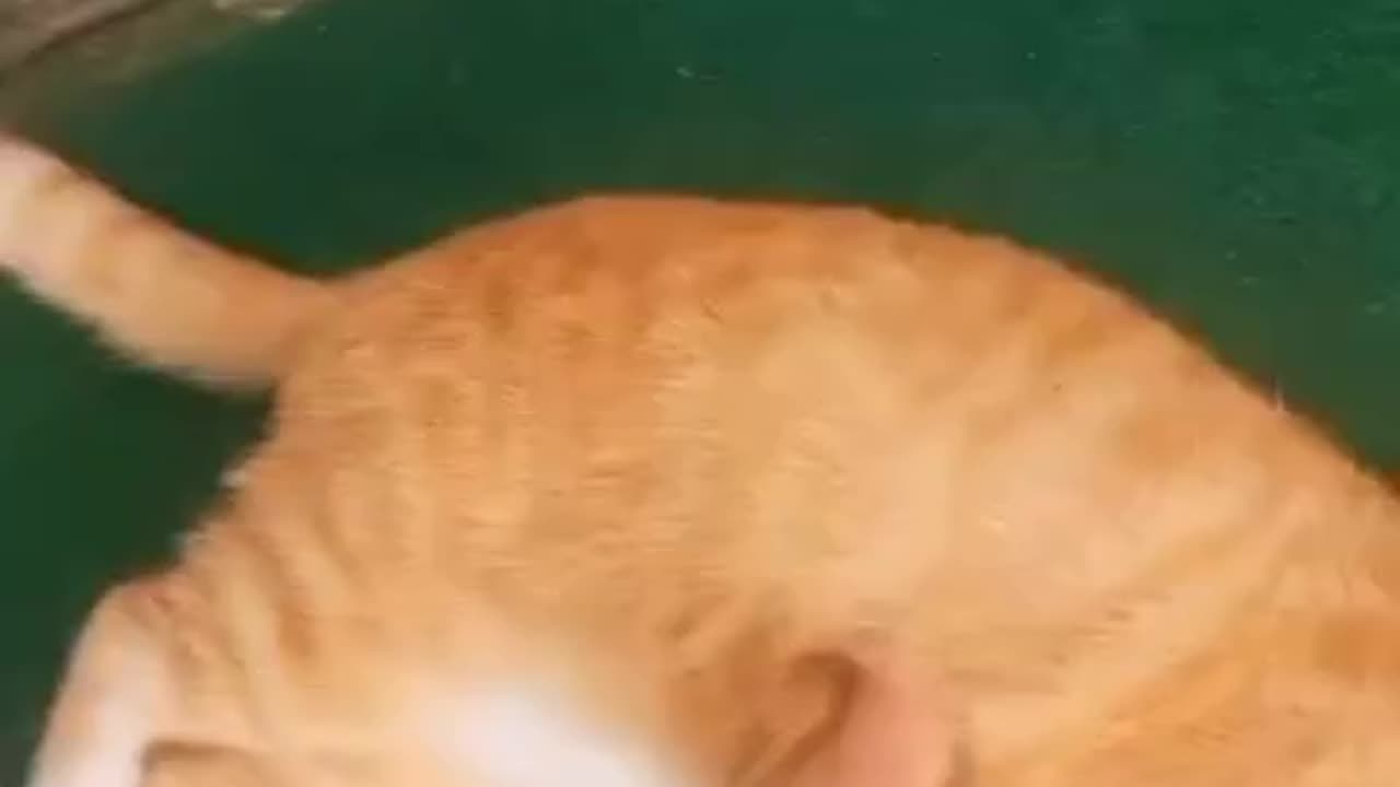 cat playing with snake dangerous-must watch
