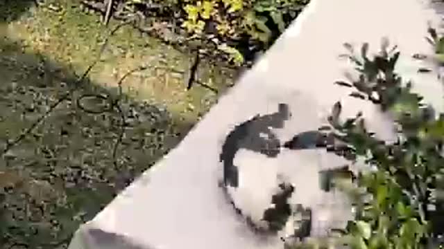 Best Fails Ever 2021