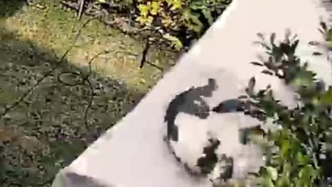 Best Fails Ever 2021
