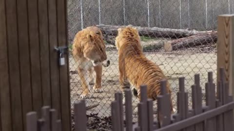 TIGER VS LION EPIC BATTLE