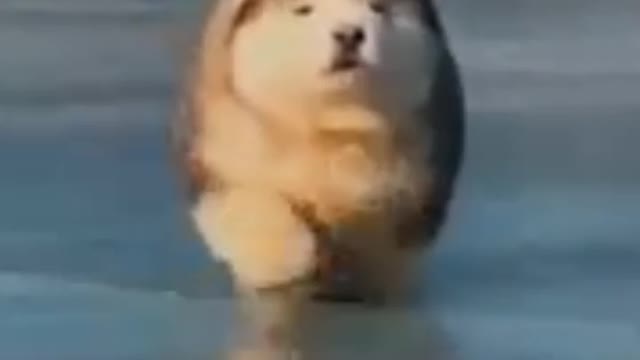 Fat and cute dog