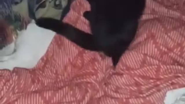 Cat giving his best friend a back rub before bed